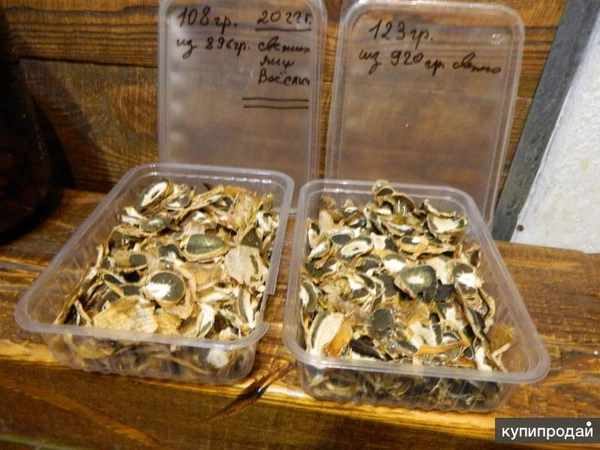 Фото гриб Весёлка