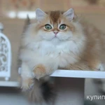 Фото №6 Британский мальчик Юкка