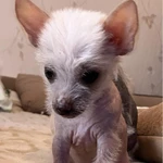 Фото №4 Продаю щенков китайской хохлатой