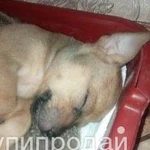 Фото №9 Продам щенков.