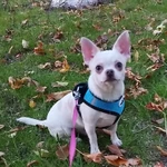 Фото №3 Чихуахуа