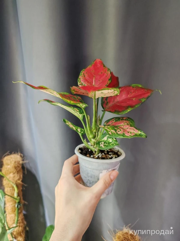 Фото Аглаонема