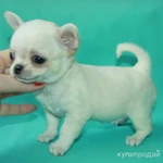 Фото №2 чихуахуа белая ГШ девочка шоу
