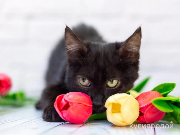 Фото Черный котик Шухер