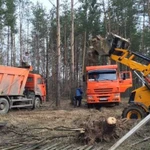 Спил деревьев. Обрезка веток