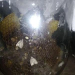 Фото №5 ОГНЁВКА ПЧЕЛИНАЯ (ВОСКОВАЯ МОЛЬ)