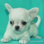 Фото №8 чихуахуа белая ГШ девочка шоу