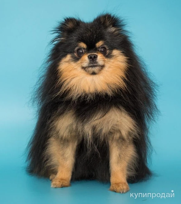 Фото Шпиц, вязка