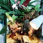 Пересадка комнатных растений