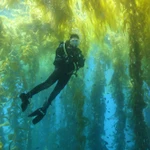 фото Водоросли, ламинария, фукус, замороженные