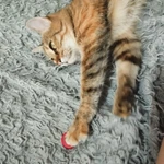 Фото №6 Отдам в добрые руки