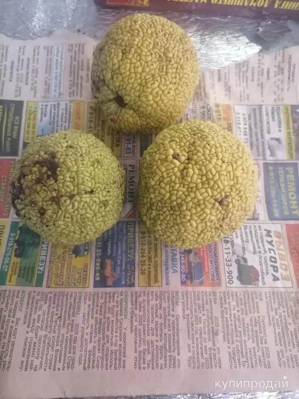 Фото Адамово яблоко. Цена за 1 кг.