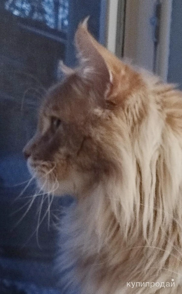 Фото Вязка мейн-кун