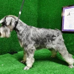 Фото №6 ZooStil Groom