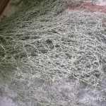 Фото №6 Горец Птичий. Цена за 100 грамм.