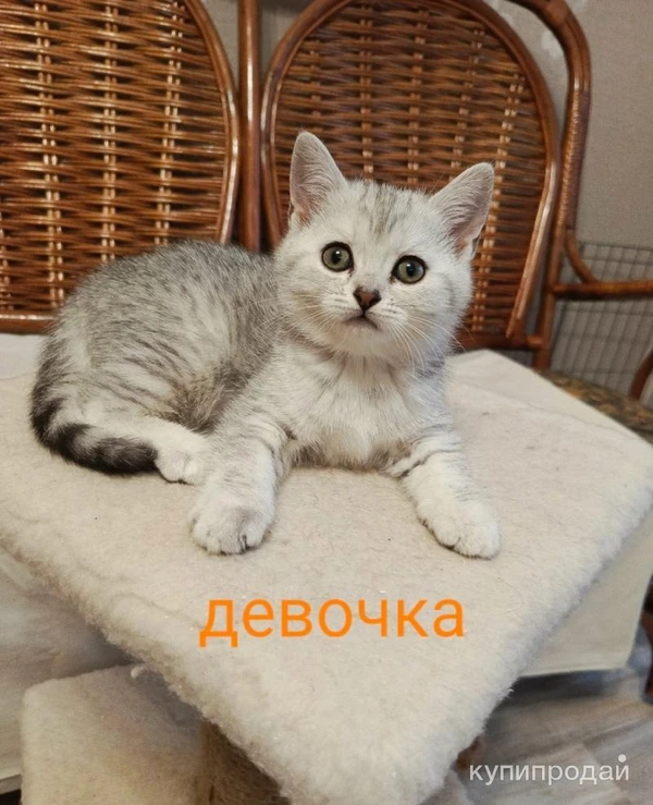 Фото Британская малышка серебристая шиншилла