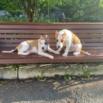 Фото №2 Щенки стаффордширский терьер