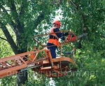 фото спил деревьев любой сложности