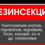 Дезинсекция