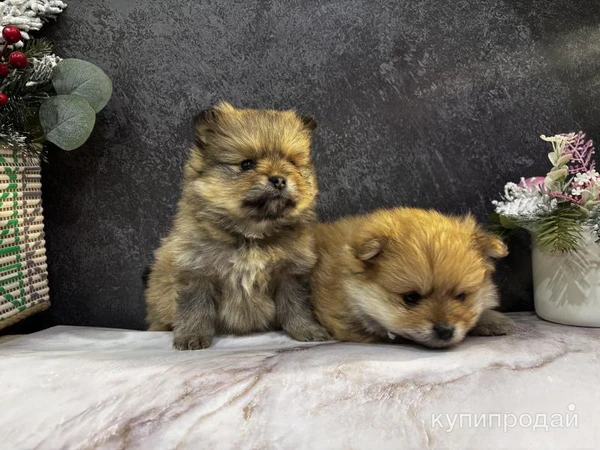 Фото Щенки померанского шпица