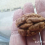 Фото №2 Продается грецкий орех