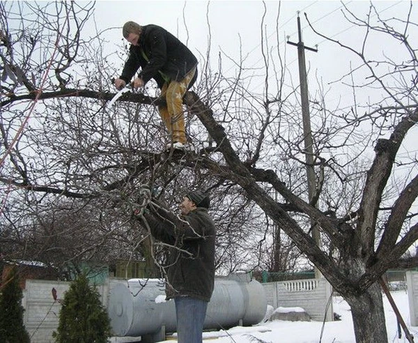 Фото омолаживание деревьев