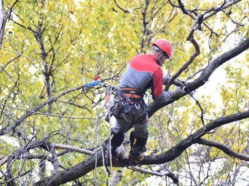 Фото Удаление, вырубка, обрезка деревьев в Дубне