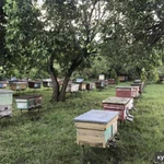 Фото №5 Мёд разнотравье с собственной пасеки, Кубанский