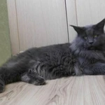 Фото №2 Вязка с котом