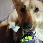 Фото №2 Собака рыжик ищет дом и зободливых хозяев