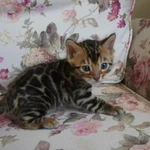 Фото №8 Бенгальские котята - мальчики и девочки