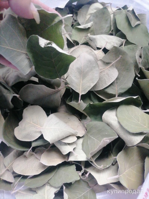 Фото Листья айвы лесной. Цена за 100 грамм.