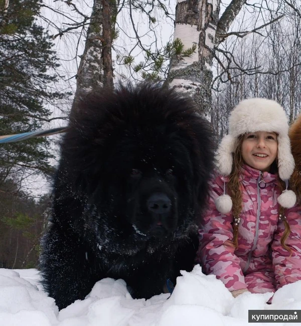 Фото Тибетский мастиф щенки