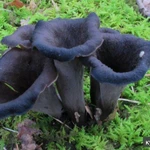 Фото №5 Чёрная лисичка(Вороночник рожковидный)