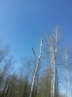 Фото Удаление деревьев