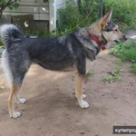 Фото №6 Лайка Зуля