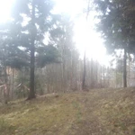 Фото №25 ВЫПОЛНЕННЫЙ ОБЪЕКТ по спилу кустов и деревьев.