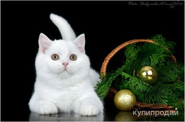 Фото Белый шотландский кот прямоухий купить