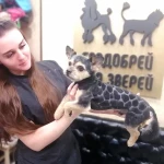 Фото №5 Стрижка йорка в Новосибирске 