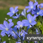 Фото №2 Семена льна купить лён Вниимк620 лён Небесный