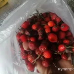 Фото №8 Плоды шиповника свежего. Цены за 100 грамм.