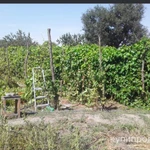 Фото №5 Виноградный сок