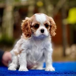 Фото №5 Шикарные породные девочки❤️