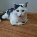 Фото №3 Кот в ответственные руки