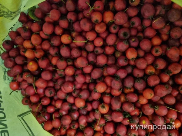 Фото Боярышник свежий