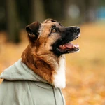 Фото №4 Марти в поиске дома