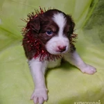 Фото №2 Щенок Австралийской овчарки