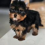 фото И́оркширские щенки