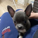 Фото №4 Щенок чихуахуа мини