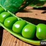 Фото №2 Семена гороха ярового купить Аксайский усатый 7 Усатый кормовой Астронавт Болдор